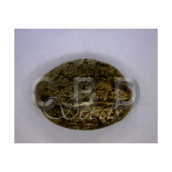 CBD Seeds - Magma (fem.)