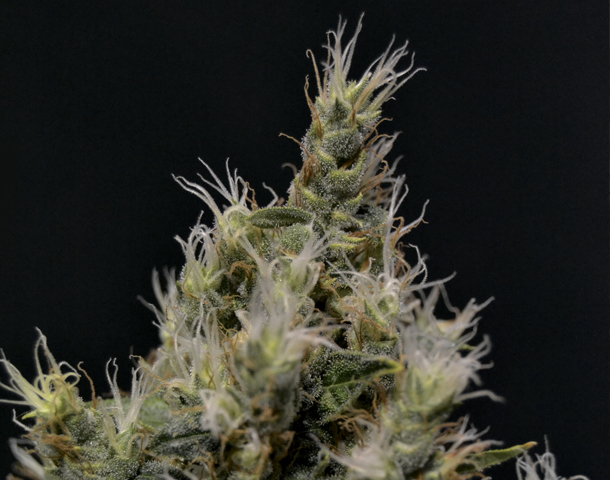 CBD Seeds - Vanilla Haze (fem.)