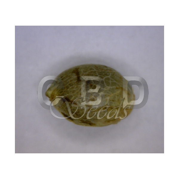 CBD Seeds - Vanilla Haze (fem.)