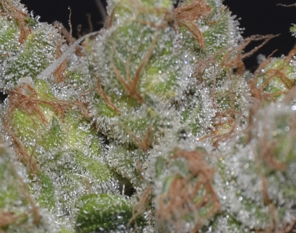 CBD Seeds - Zen (fem.)