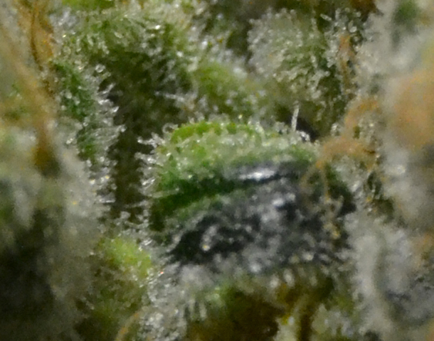 CBD Seeds - Zen (fem.)