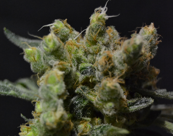 CBD Seeds - Zen (fem.)