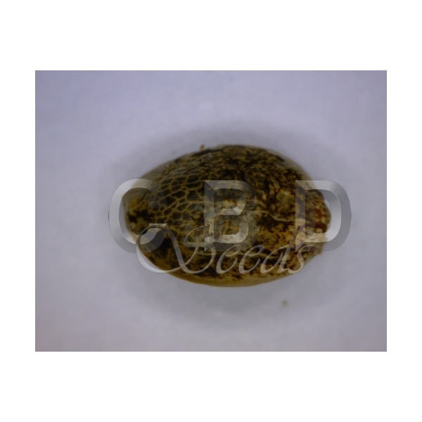 CBD Seeds - Zen (fem.)