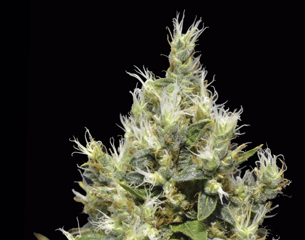 CBD Seeds - Northern (fem.)