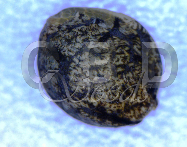 CBD Seeds - Northern (fem.)