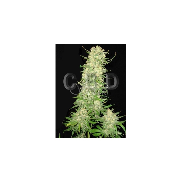 CBD Seeds - Northern (fem.)