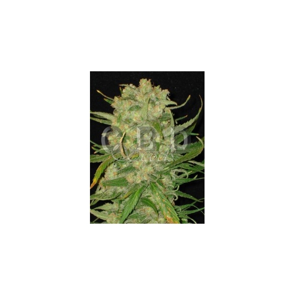 CBD Seeds - Northern (fem.)