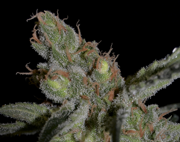 CBD Seeds - Shark (fem.)