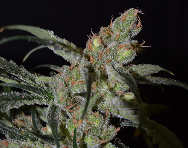 CBD Seeds - Shark (fem.)