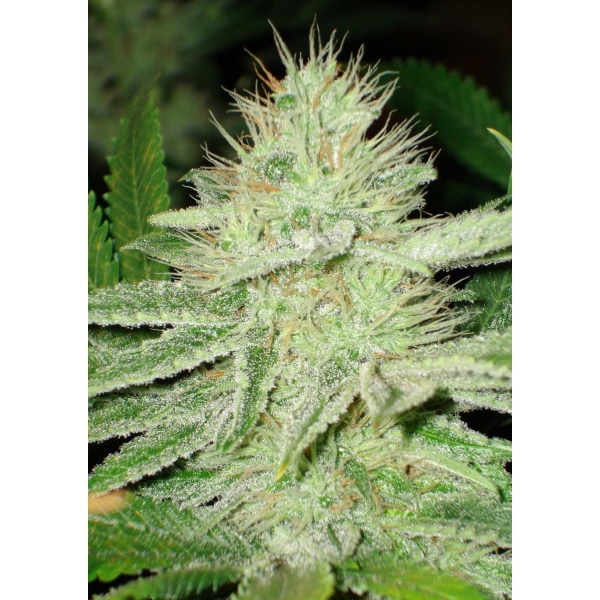 CBD Seeds - Shark (fem.)