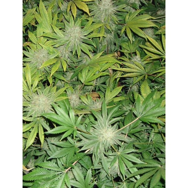 CBD Seeds - Shark (fem.)