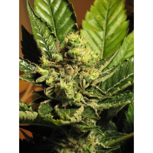 CBD Seeds - Yumbolt (fem.)