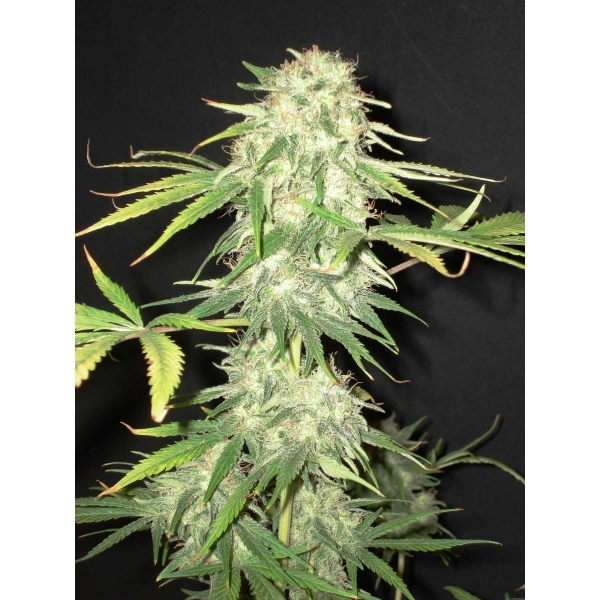 CBD Seeds - Yumbolt (fem.)