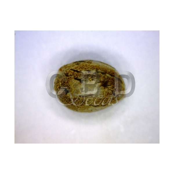 CBD Seeds - Yumbolt (fem.)