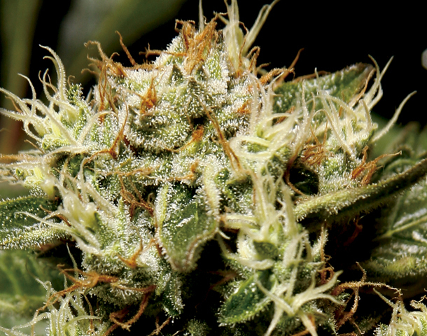 CBD Seeds - Yumbolt (fem.)