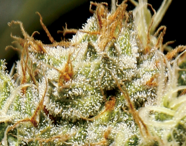 CBD Seeds - Yumbolt (fem.)