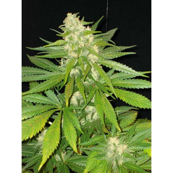CBD Seeds - Widow (fem.)