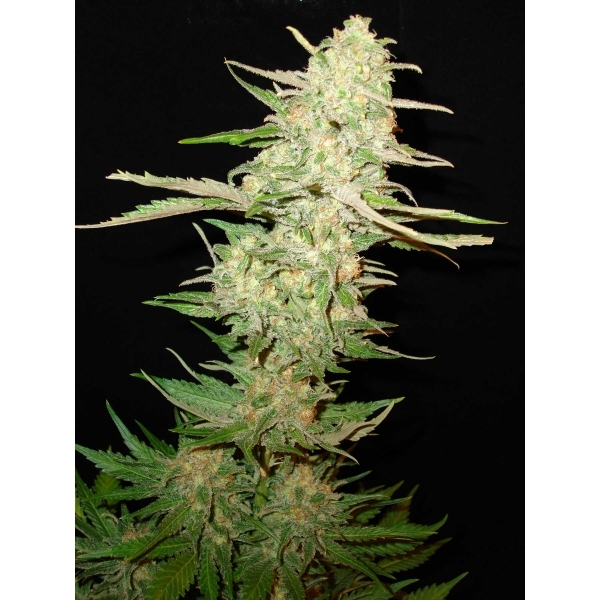 CBD Seeds - Widow (fem.)