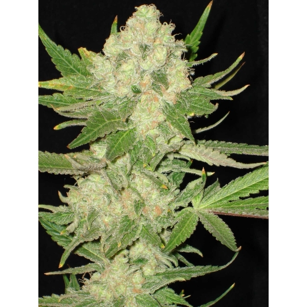 CBD Seeds - Widow (fem.)