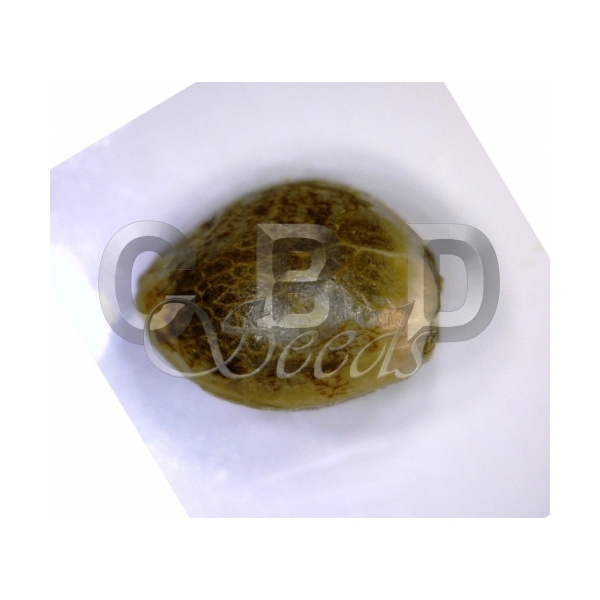 CBD Seeds - Widow (fem.)