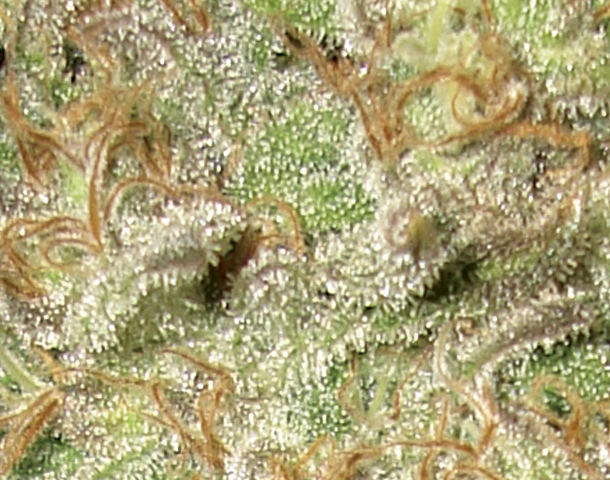 CBD Seeds - Widow (fem.)