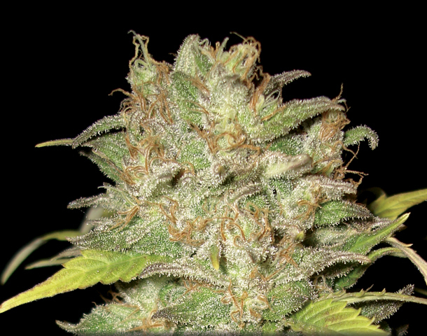 CBD Seeds - Widow (fem.)