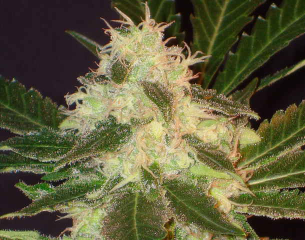 CBD Seeds - Widow (fem.)