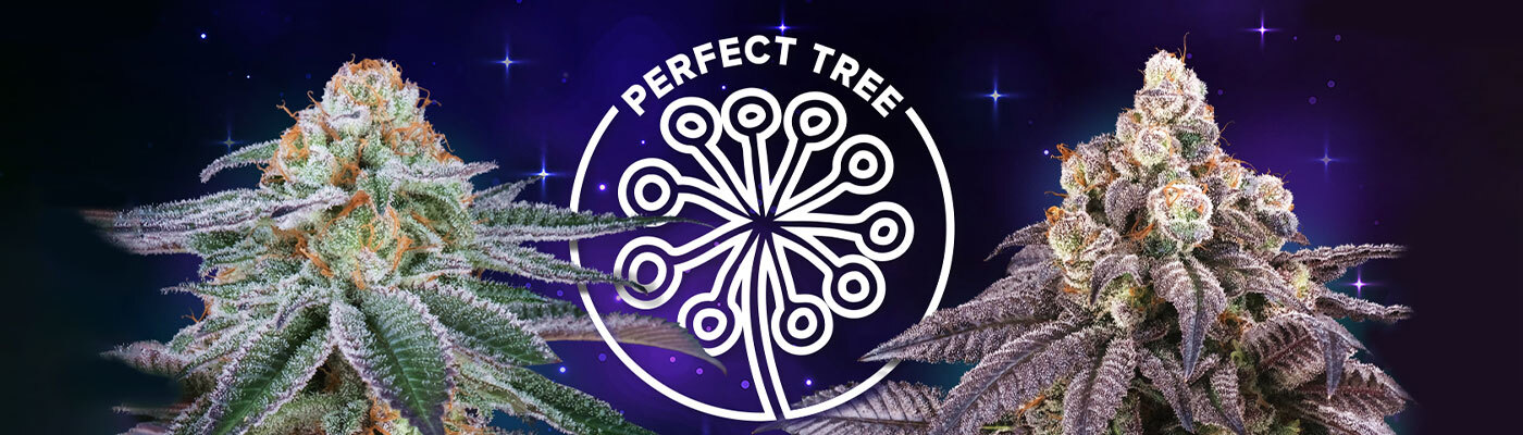 Perfect Tree Seeds - Spritz (fem.)
