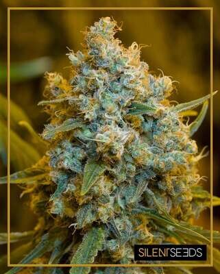 Silent Seeds (ex Dinafem) - Critical Jack (fem.) 08439