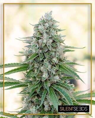 Silent Seeds (ex Dinafem) - Critical Mango (fem.) 08440