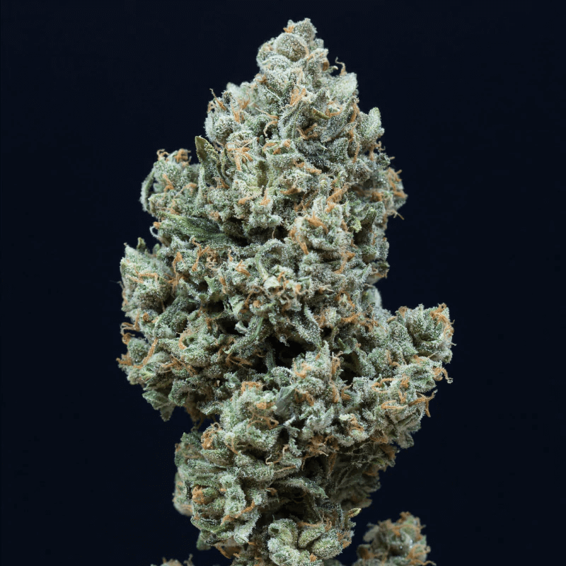 Silent Seeds (ex Dinafem) - Critical+ 2.0 Auto (auto/fem.)