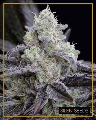 Silent Seeds (ex Dinafem) - L.A. Vanilla Cake (fem.) 08446