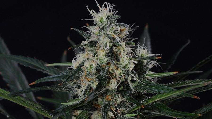 Nirvana Seeds - Blackjack (fem.)