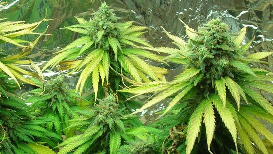 Nirvana Seeds - Blackjack (fem.)