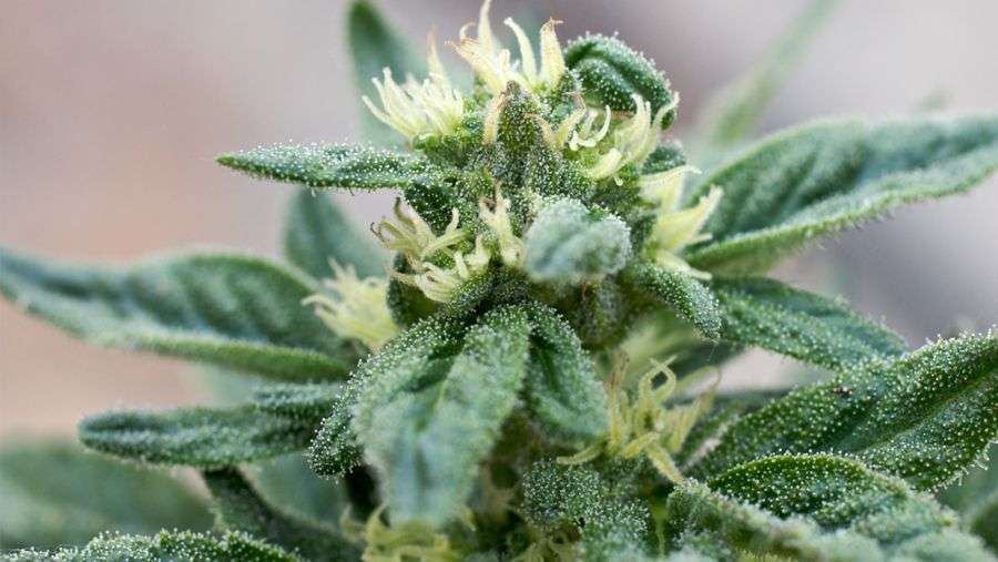 Nirvana Seeds - Full Moon (fem.)