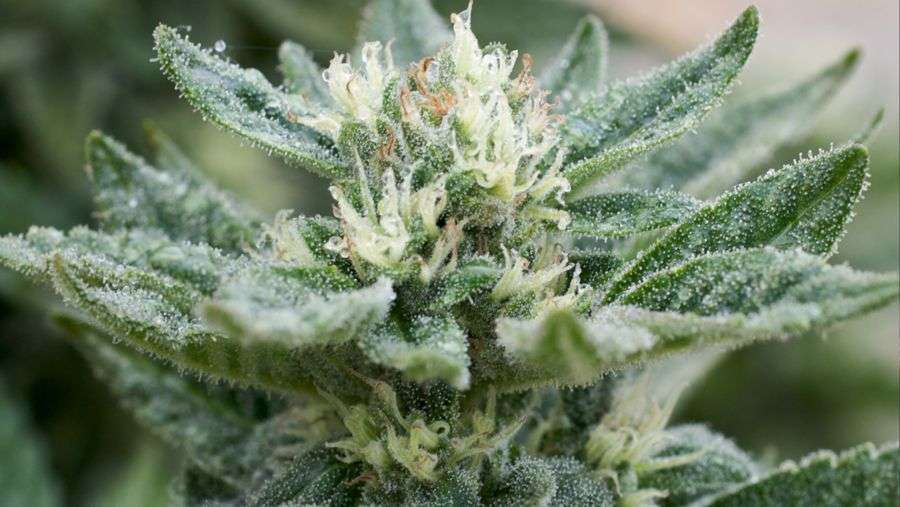 Nirvana Seeds - Full Moon (fem.)