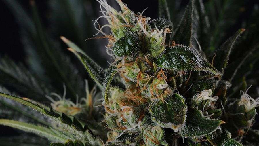 Nirvana Seeds - Full Moon (fem.)