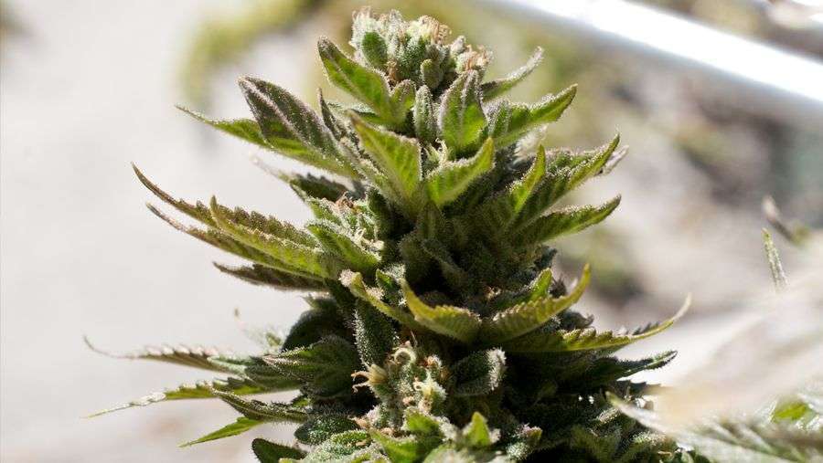 Nirvana Seeds - Full Moon (fem.)
