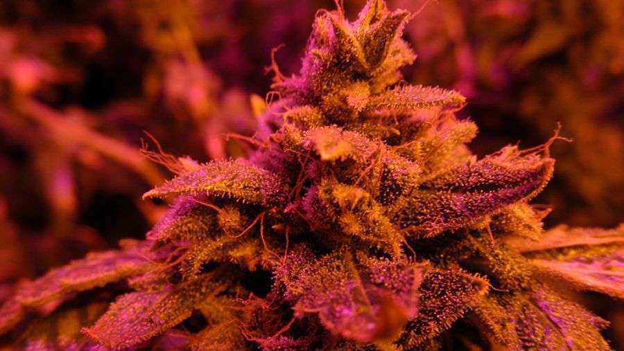 Nirvana Seeds - Master Kush (fem.)