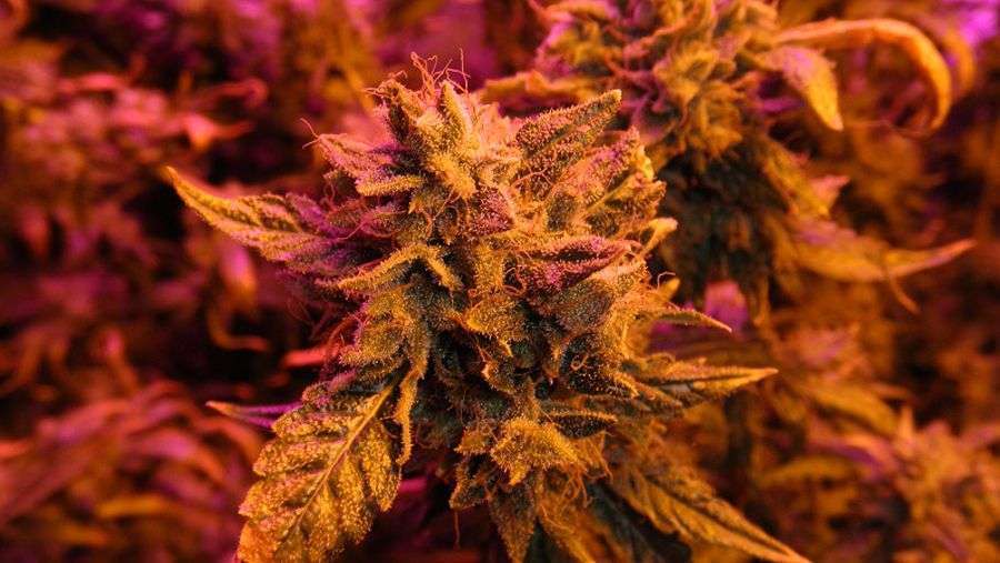 Nirvana Seeds - Master Kush (fem.)