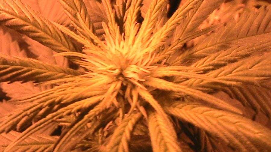 Nirvana Seeds - Master Kush (fem.)