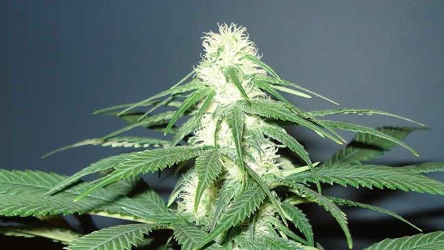 Nirvana Seeds - Master Kush (fem.)
