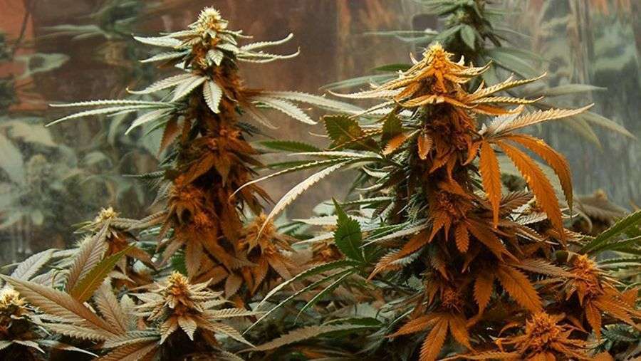 Nirvana Seeds - Master Kush (fem.)