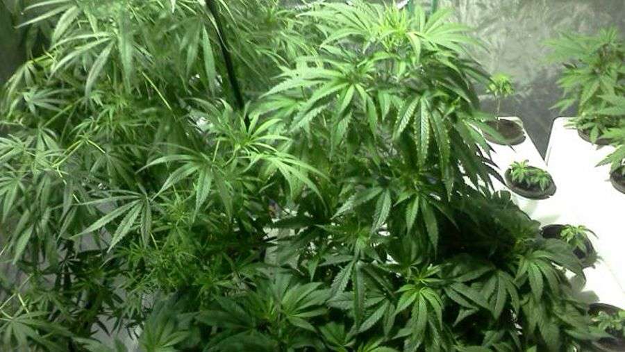Nirvana Seeds - Medusa (fem.)