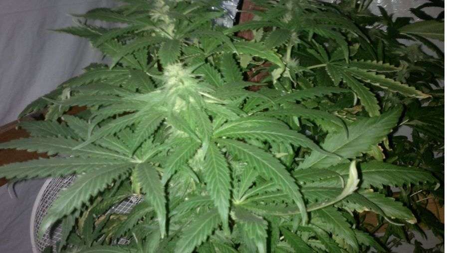 Nirvana Seeds - Medusa (fem.)