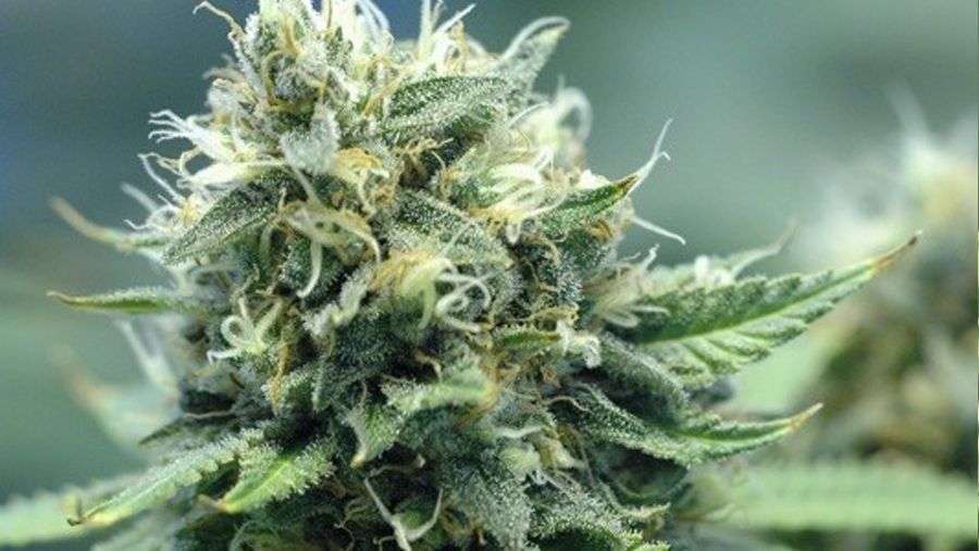 Nirvana Seeds - New York Power Diesel (fem.)