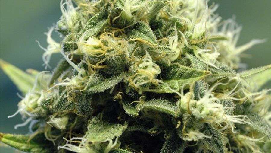 Nirvana Seeds - New York Power Diesel (fem.)