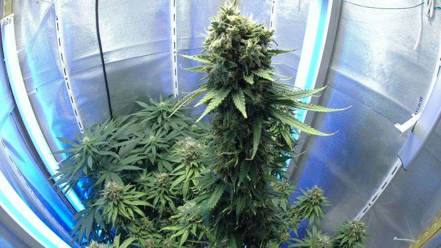 Nirvana Seeds - New York Power Diesel (fem.)