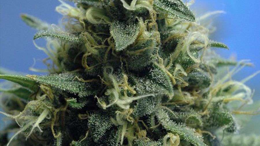 Nirvana Seeds - New York Power Diesel (fem.)