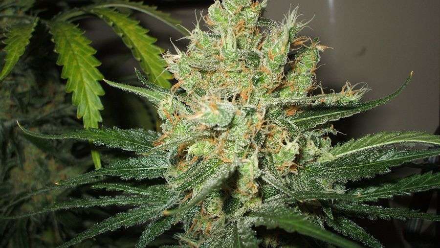 Nirvana Seeds - Pure Power Plant (fem.)